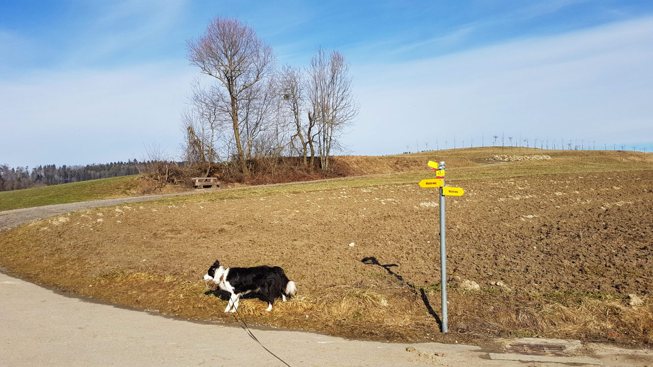 Bilder und Texte zu meinen Wanderungen mit Hund Von Homburg nach Steckborn