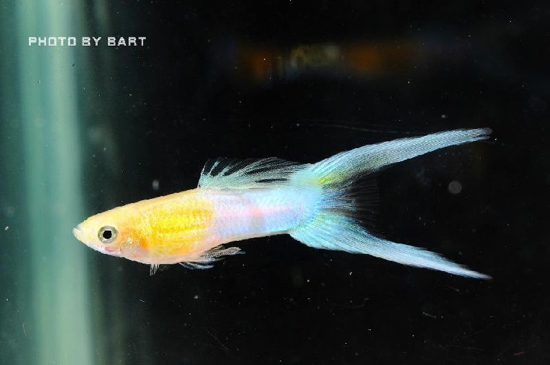 Gambar Ikan Guppy Double Swordtail Blond platinum Japan blue