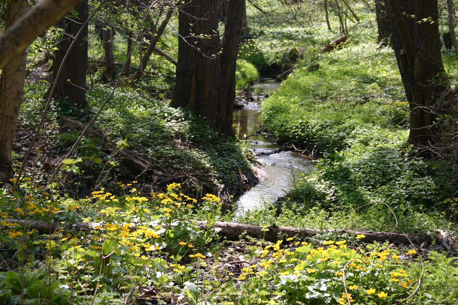 Kennzeichen Erfolgreicher Revitalisierungsprojekte