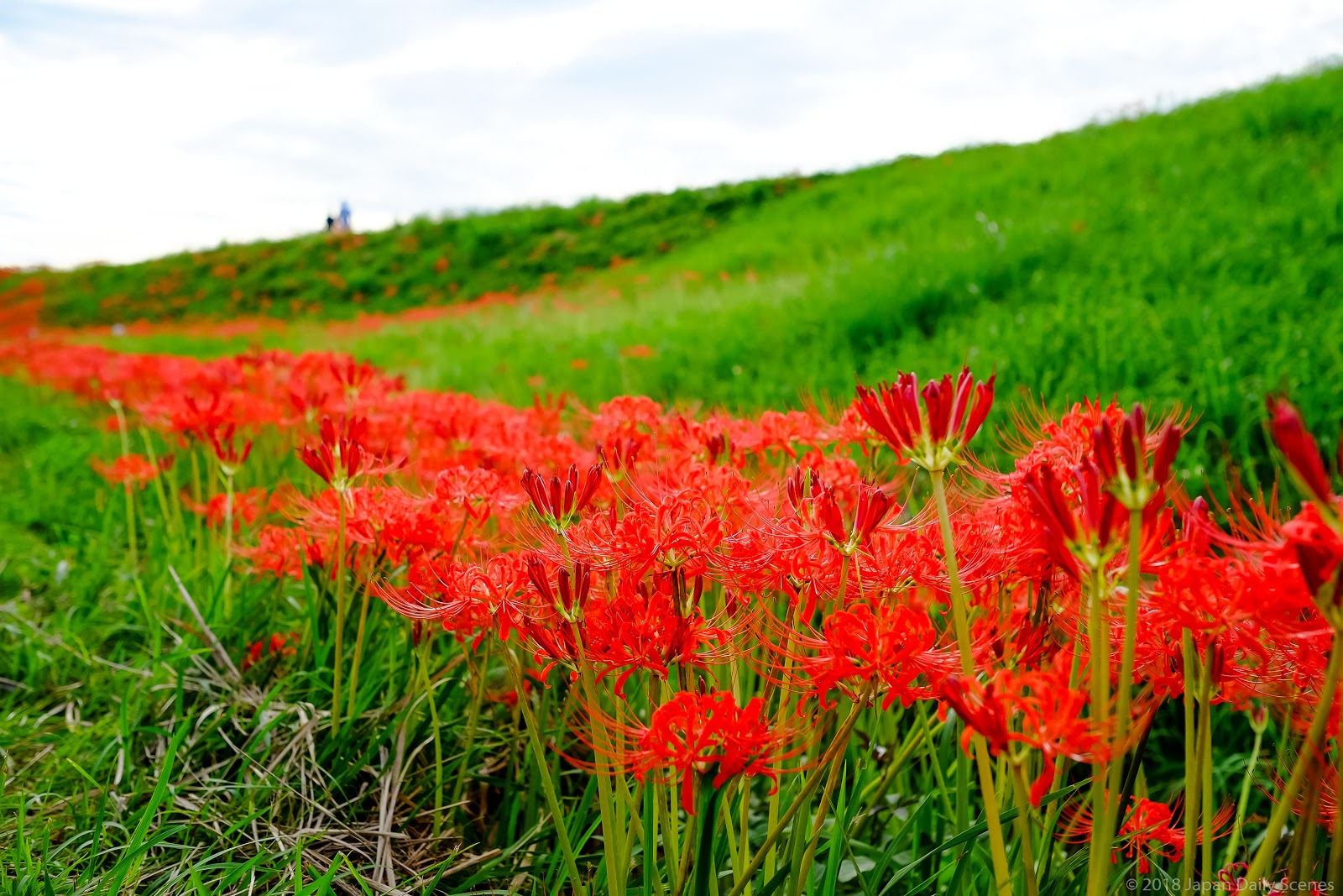 Get Red Spider Lilies Of Handa City HD Get Wallpaper Red Spider Lilies Of Handa City Free