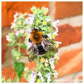 More Bees @BionicBasil® The Pet Parade