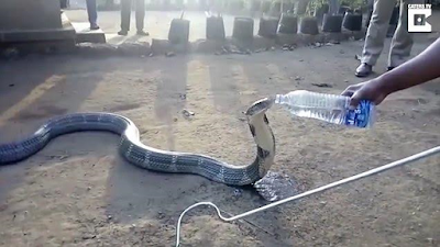 2 Indian villagers tend to huge king cobra after it visited them in search of water