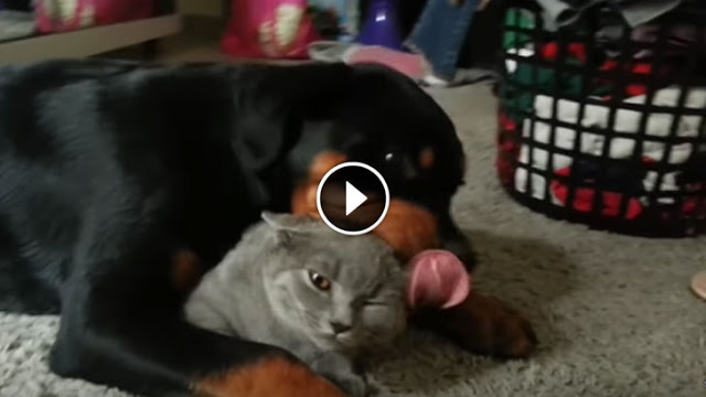 They Thought The Dog Hated Their Cat. But Then They Captured THIS On Camera