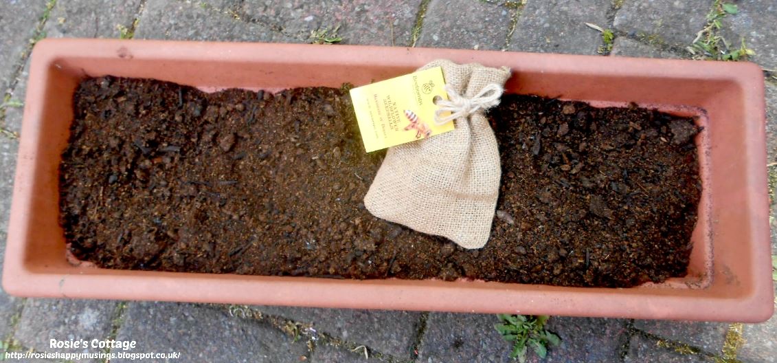 Rosie's Cottage Bee Bombs Planting A Habitat For Our Buzzy Friends 🐝