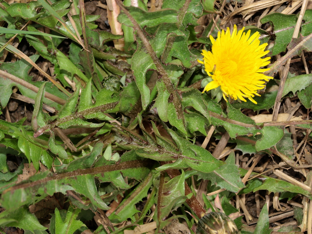 Raw Edible Plants Edible wild plants for February