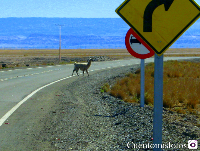 llamas san pedro de atacama