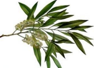 Home remedies for sebaceous cyst removal - Tea tree Oil Home remedies for sebaceous cyst removal - Tea tree Oil