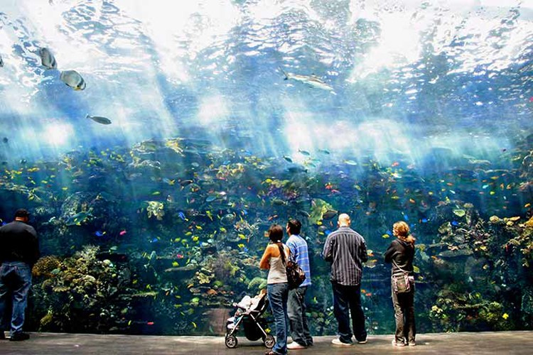 Eight of the most beautiful aquariums in the world, you don't want to