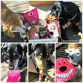 3 rescued dogs with toys and treats