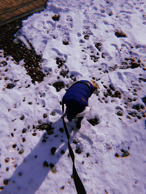 walking dog in a winter wonderland