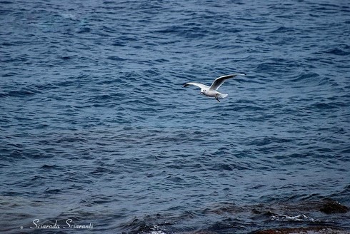 Gabbiano vola sul mare