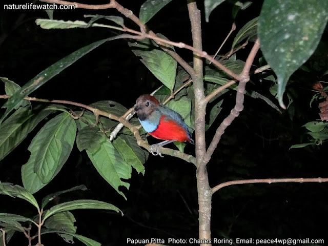 Red-bellied Pitta