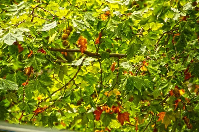 Fotografia en verde