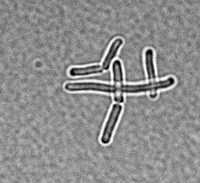 Bacillus stearothermophilus