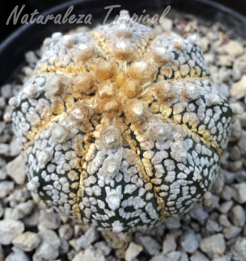 Cactus Astrophytum asterias híbrido