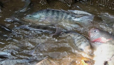 Inilah Jenis Budidaya Ikan Yang Paling Menguntungkan Saat Ini