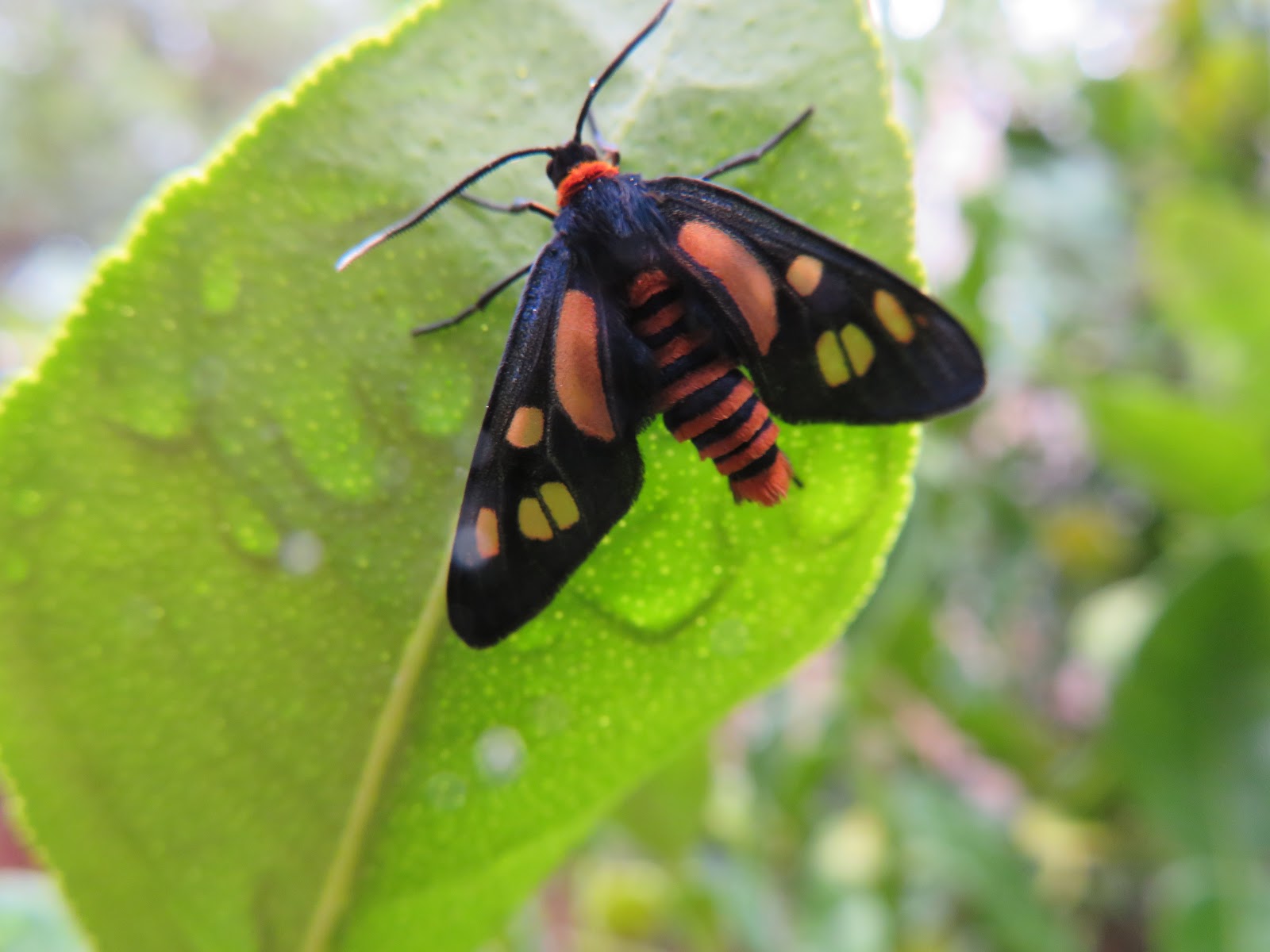 Butterflies Of Vietnam 85 Pieris Rapae Orientalis The Small