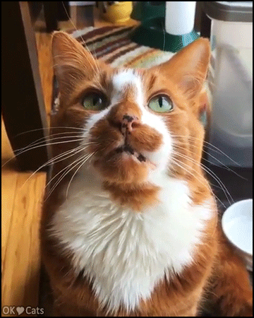 Funny Cat GIF • Meowing machine. Funny ginger Cat meowing hard repetitively! [cat-gifs.com]