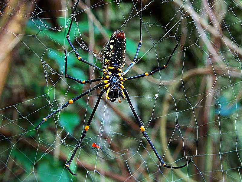 Ryukyu Life Happy Halloween from Japan's Legendary Spider Jorogumo
