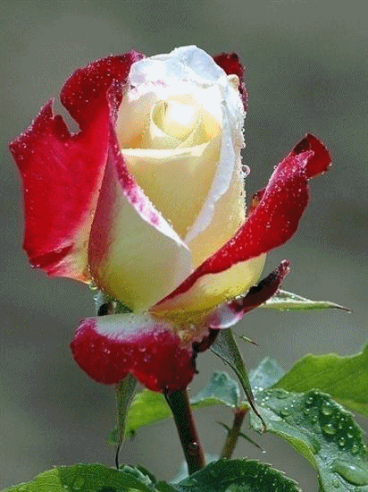 Best Greetings Love Greetings Animated Gif Rose Greetings For Lovers And Friends