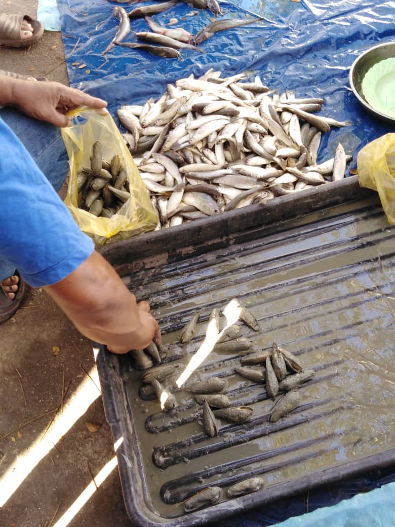 Namakucella Mentarang Masak Lemak Cili Api