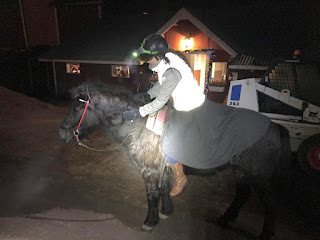 riitta reissaa and the icelandic horse in the dark stable yard