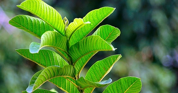 Air Rebusan Jambu Dipercaya Bisa Atasi Kerontokan Rambut Kronis