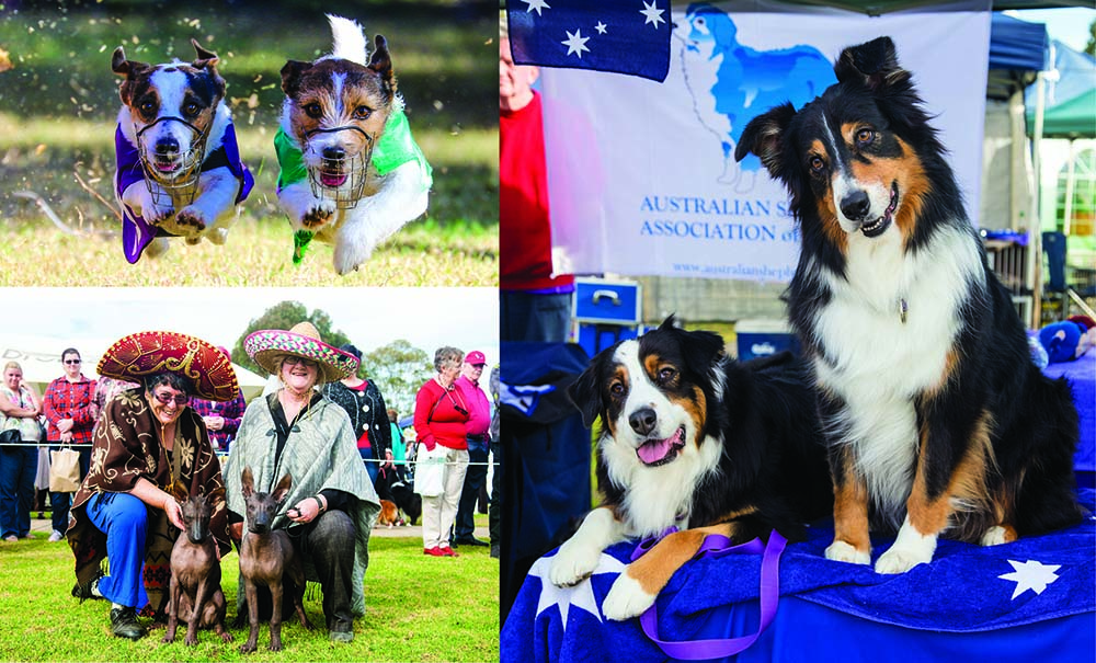 Dogs NSW Dogs on Show 2017 June 17 Australian Dog Lover