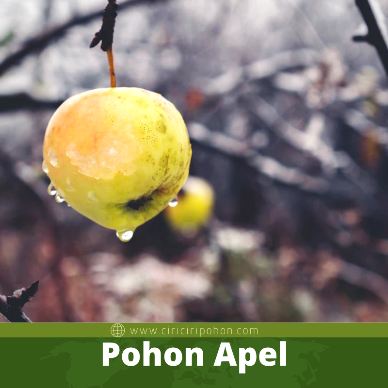 Pohon Apel