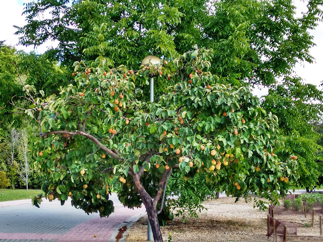 BIÓLOGO Y BECARIO: Membrillos