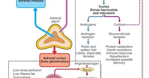 stimulates the adrenal cortex stimulates the adrenal cortex