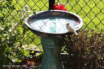 Gorrión común (Passer domesticus) leucístico en un bebedero