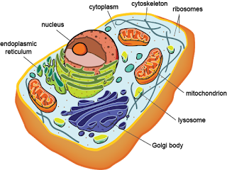 Eukaryotic Cell : An Overview
