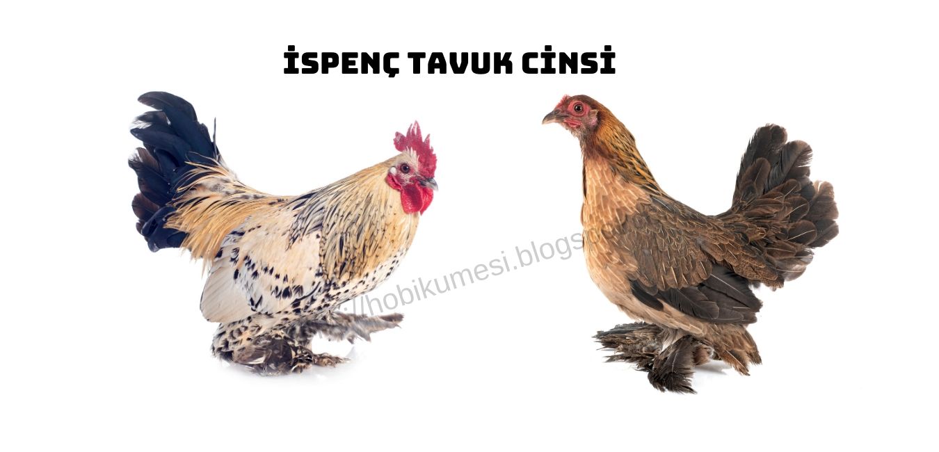 Ispenc Tavuk Cinsi Ve Ozellikleri Ispenc Tavuk Cinsi Ve Ozellikleri