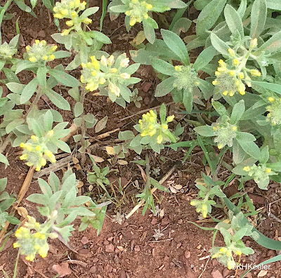 wild alyssum, Alyssum simplex wild alyssum, Alyssum simplex