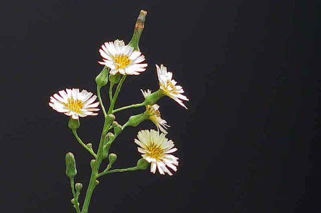 flowers, plant, black background