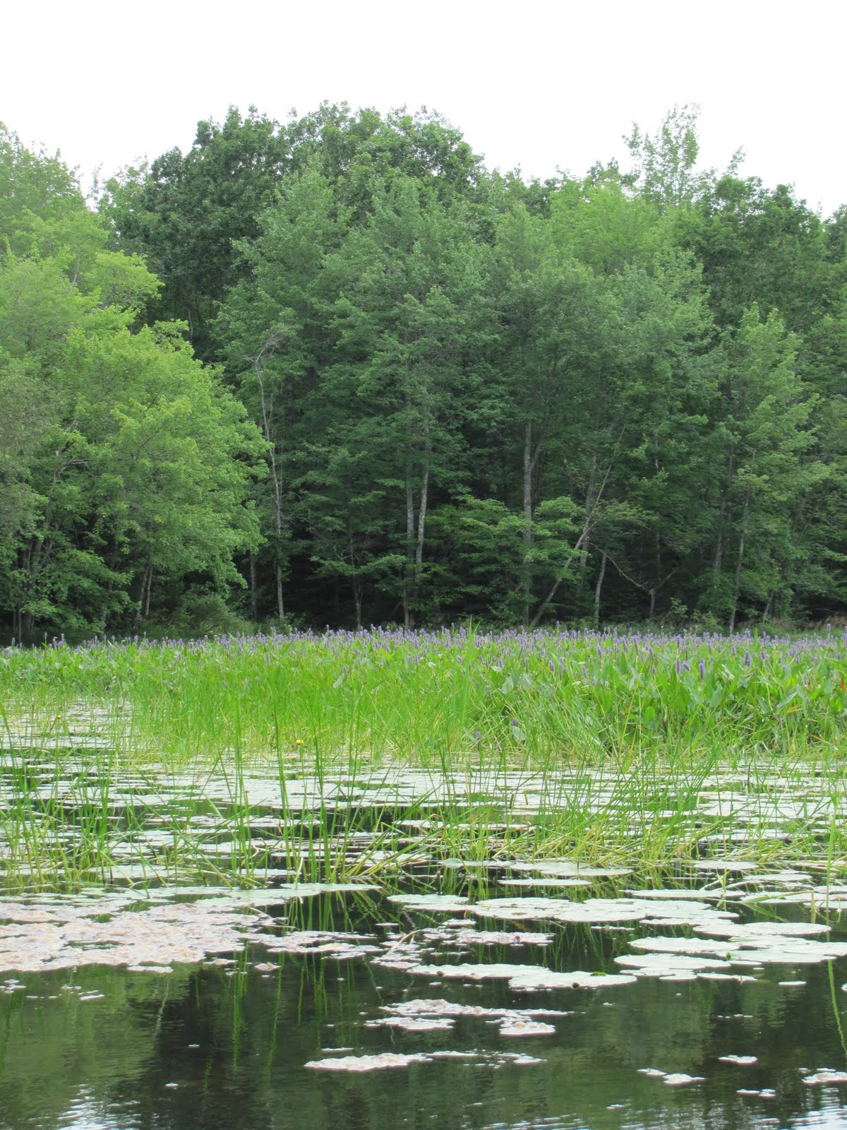 Recreational Kayaking in Maine: North Pownal, Maine: Runaround Pond