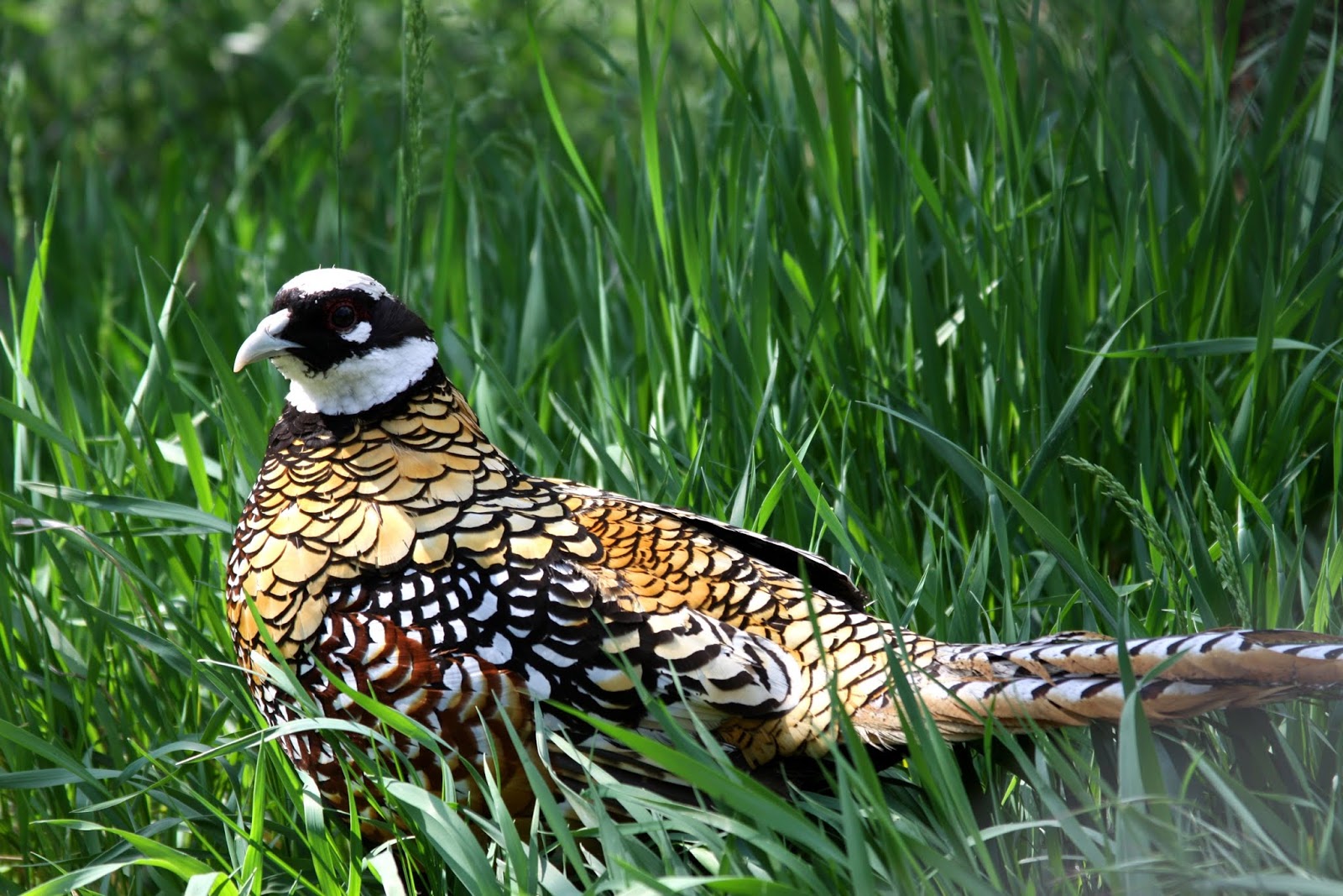 Какие птицы обитают в парках. Птицы живущие в траве. Птицы в парке. Тайган птицы. Птица обитающая в высокой траве.