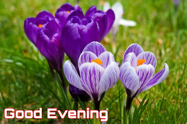 good evening flowers good evening flowers