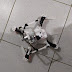 Drone que carregava celulares para o presídio de Cajazeiras é apreendido por policiais Penais e guarda Militar