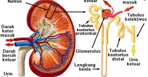 Download Ppt Materi Sistem Ekskresi Pada Manusia Biologi Edukasi Belajar Sains Biologi