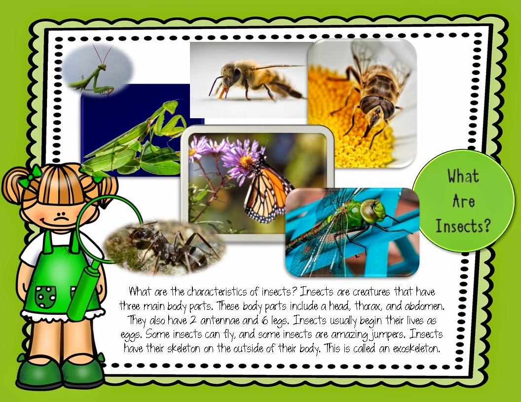 Insect Fun In Kindergarten Mrs. McGinnis' Little Zizzers