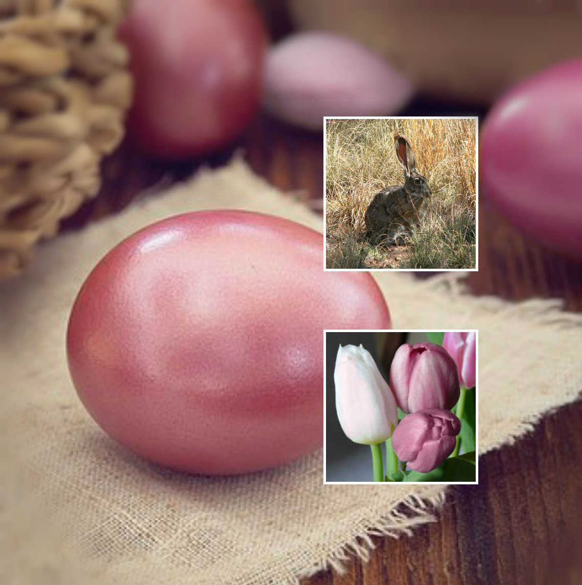 gk kreativ: Ostereier natürlich färben gk kreativ: Ostereier natürlich färben