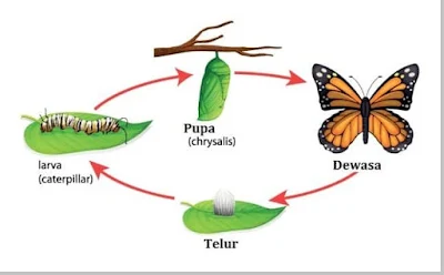 metamorfosis serangga