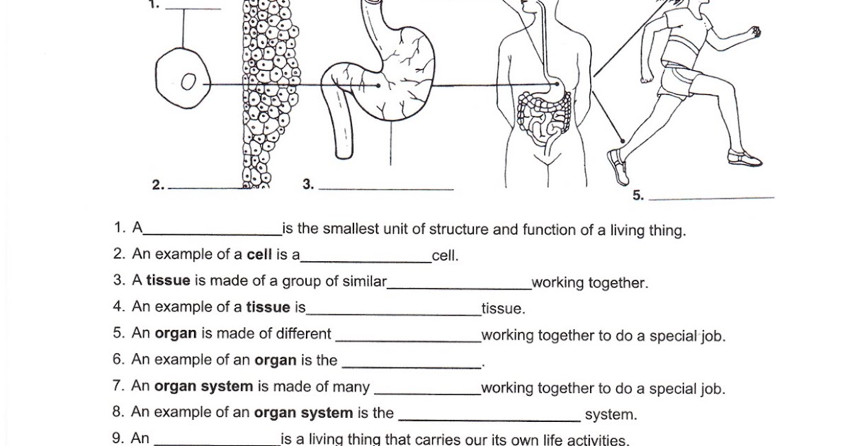 Cells R Us Worksheet