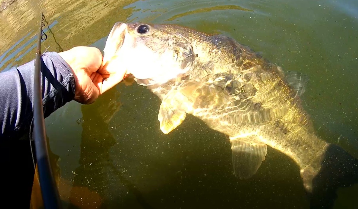 Riverside Bass Fishing Hunting the River King