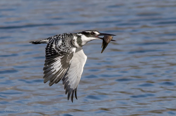 Pied Kingfisher in Flight - Canon EOS 7D Mark II / 400mm Lens