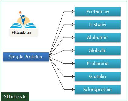 Simple%2BProteins
