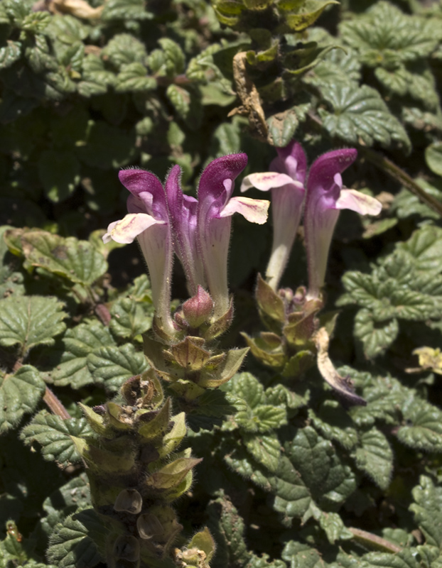Paseos por la naturaleza Scutellaria alpina. Hierba de la celada.