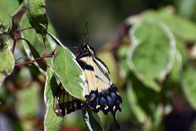 Butterfly on bush